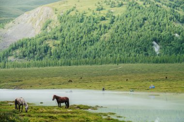 Kürekleri dumanlı dağları geçen şişme tekneli insanlar. Atlar sisli dağ nehrinin yakınında otlar. Altai 'deki dağ turizmi. Su geçidi. Rusya, Altai Cumhuriyeti, Akkem Gölü, 03 Ağustos 2019