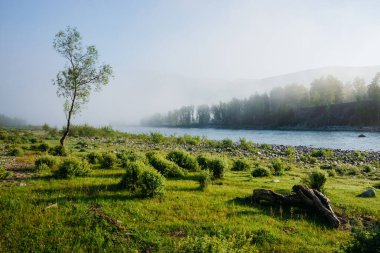 Dağ nehrinin yanındaki sisli tek başına ağaçla harika bir sabah manzarası. Nehrin yanındaki sisli yeşilliğin olduğu çayırda güzel bir engel var. Hoş bir sabah tazeliğinin huzurlu manzarası. İlham verici manzara.