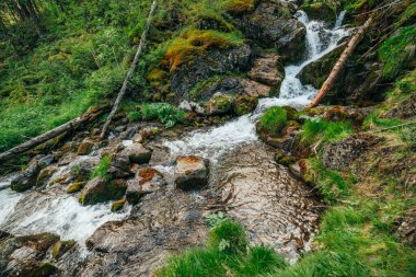 Zengin bitki örtüsü arasında ormanda güzel şelalesi olan manzaralı bir yer. Dağ deresinde devrilmiş ağaç gövdesi olan atmosferik ahşap bir manzara. Vahşi bitkiler ve kayalar arasındaki bahar suyu.