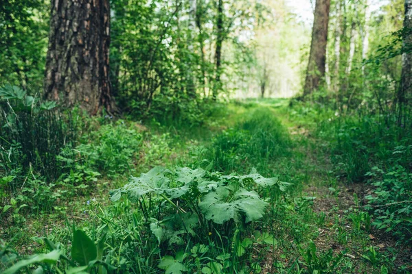 Levelek Rovar Lyukak Földúton Mély Erdőben Között Fák Gazdag Növény — Stock Fotó