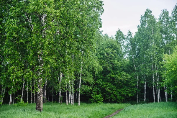 Naturskönt Landskap Med Vandringsled Bland Fina Träd Parken Grönt Landskap — Stockfoto