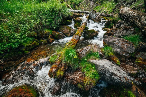 山の中腹に森の中で小さな川の上に野生の美しい植物への風景 苔が明確な春の水の中に苔で倒れた木の幹や岩 渓流のカスケードへの森林景観 — ストック写真