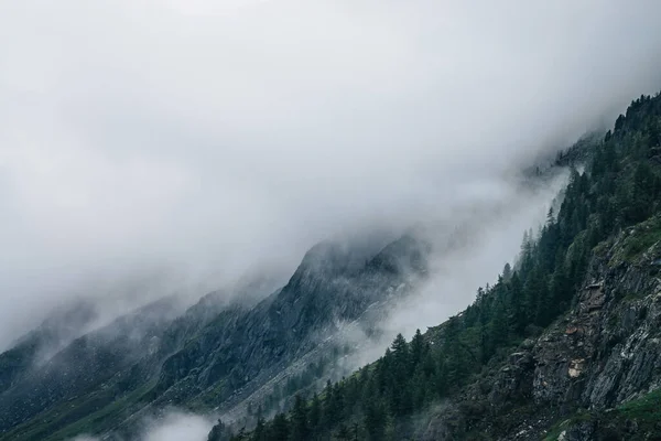 Jehličnatý Les Úbočí Hory Mezi Nízkými Mraky Atmosférický Pohled Skalnaté — Stock fotografie