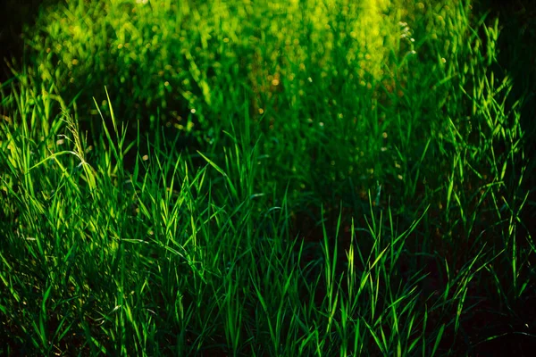 Fondo Naturaleza Escénica Con Césped Verde Vivo Primer Plano Pastizales — Foto de Stock