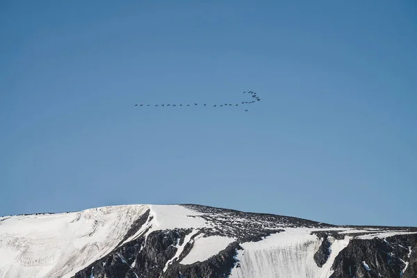 Flock Fåglar Blå Himmel Flyga Över Snöiga Bergsryggen Vackert Naturskönt — Stockfoto
