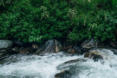 Atmosferik yeşil orman manzarası ve dağ deresi. Vahşi nehri olan güzel gizemli tayga. Orman tazeliğinin canlı manzarası. Dağ nehri boyunca zengin yeşillikler, kayganlaştırıcı ormanlarda akıntılar.