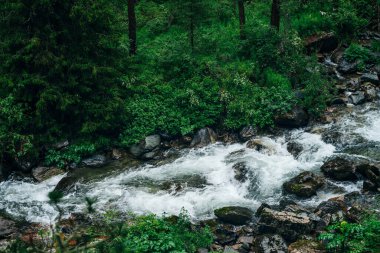 Atmosferik yeşil orman manzarası ve dağ deresi. Vahşi nehri olan güzel gizemli tayga. Orman tazeliğinin canlı manzarası. Dağ nehri boyunca zengin yeşillikler, kayganlaştırıcı ormanlarda akıntılar.