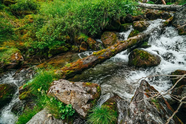 Paisagem Cênica Flora Bonita Selvagem Pequeno Rio Florestas Montanha Troncos — Fotografia de Stock