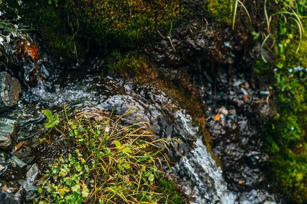 Landschaftlich Reizvoller Hintergrund Mit Klarem Quellwasser Zwischen Dichtem Moos Und — Stockfoto