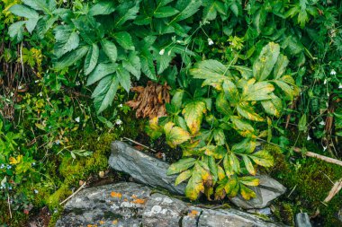 Dağların yemyeşil bitkilerinden oluşan doğal bir arka plan. Yosun gibi yosunlar, taze yeşillikler ve dağ yamacında bir sürü küçük çiçek. Islak bitkiler. Zengin alp bitkisinin renkli doğal arkaplanı.