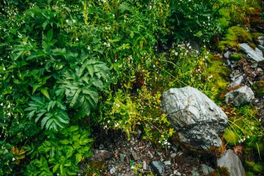 Dağların yemyeşil bitkilerinden oluşan doğal bir arka plan. Yosun gibi yosunlar, taze yeşillikler ve dağ yamacında bir sürü küçük çiçek. Islak bitkiler. Zengin alp bitkisinin renkli doğal arkaplanı.