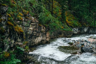 Atmosferik yeşil orman manzarası ve kayalık vadide dağ deresi. Vahşi nehri olan güzel gizemli tayga. Orman tazeliğinin canlı manzarası. Dağ nehri boyunca yosunlu kayalıklarda zengin yeşillik.