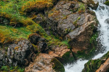 Zengin bitki örtüsü arasında ormanda güzel şelalesi olan manzaralı bir yer. Donmuş sıçrama hareketi. Temiz kaynak suyu. Dağ deresi ile atmosferik ahşap manzara. Kayalıklardaki yosun ve bitkiler