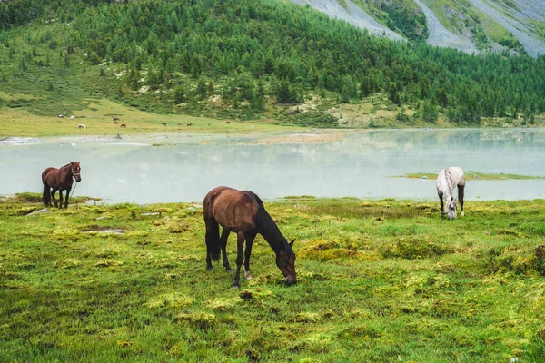 Drie Paarden Grazen Wei Bij Rivier Het Bergdal Witte Bruine — Stockfoto