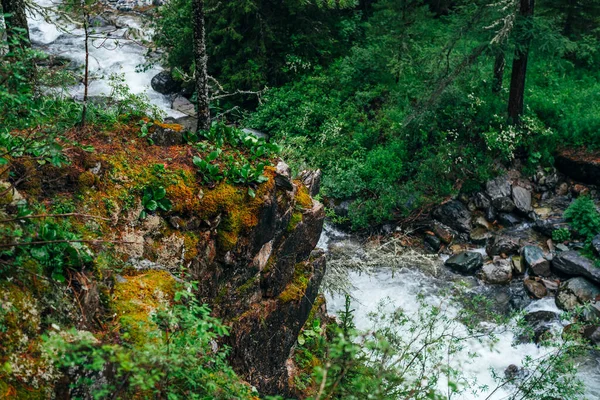 Orman tazeliğinin canlı manzarası. Mountain River 'ın yukarısındaki yosunlu kayalıklarda zengin yeşillik. Vahşi nehri olan güzel gizemli tayga. Mountain Creek yakınlarındaki Highland Flora 'da. Atmosferik yeşil orman manzarası.