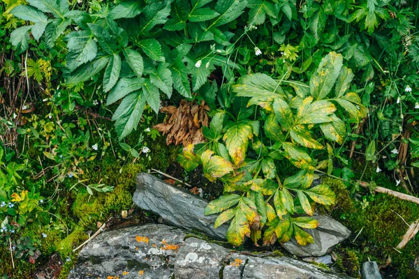 Dağların yemyeşil bitkilerinden oluşan doğal bir arka plan. Yosun gibi yosunlar, taze yeşillikler ve dağ yamacında bir sürü küçük çiçek. Islak bitkiler. Zengin alp bitkisinin renkli doğal arkaplanı.