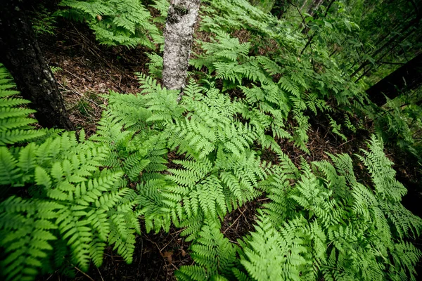 Hermoso Fondo Natural Helechos Verdes Vívidos Fondo Exuberantes Matorrales Helechos —  Fotos de Stock