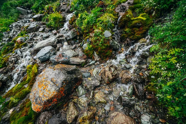 Yoğun yosun ve yemyeşil bitki örtüsü arasında berrak kaynak suyu akıntısı olan manzara. Yosun tutmuş yosunlu yosunlu dağ deresi taze yeşillik ve bir sürü küçük çiçek. Zengin alp bitkileriyle renkli bir manzara..