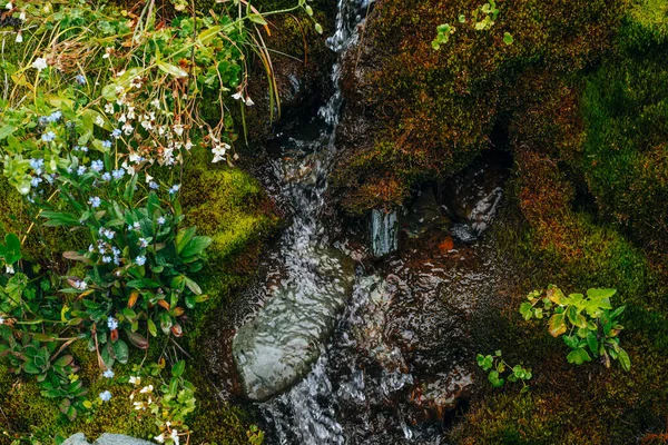 Landschaftlich Reizvoller Hintergrund Mit Klarem Quellwasser Zwischen Dichtem Moos Und — Stockfoto