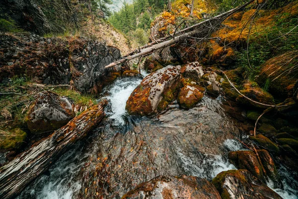 Paisaje Escénico Flora Salvaje Hermosa Pequeño Río Los Bosques Ladera — Foto de Stock