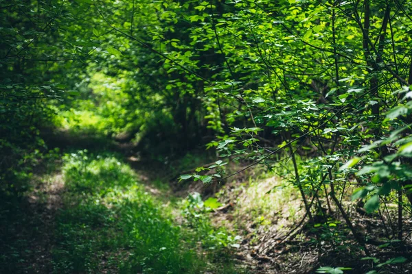 Ramo Bonito Com Folhas Verdes Vivas Fundo Bokeh Ensolarado Vegetação — Fotografia de Stock