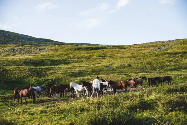 Cowboy Gaat Richting Van Prachtige Paarden Groene Grazige Berghelling Stabiele — Stockfoto