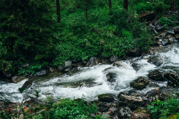 Atmosferik yeşil orman manzarası ve dağ deresi. Vahşi nehri olan güzel gizemli tayga. Orman tazeliğinin canlı manzarası. Dağ nehri boyunca zengin yeşillikler, kayganlaştırıcı ormanlarda akıntılar.