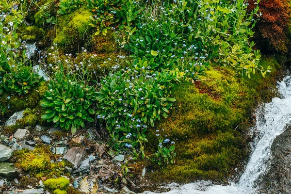 太い苔と緑豊かな植生の間で明確な春の水の流れと風景 新鮮な緑と多くの小さな花と苔むした斜面に山の小川 豊かな高山植物とカラフルな風景 — ストック写真