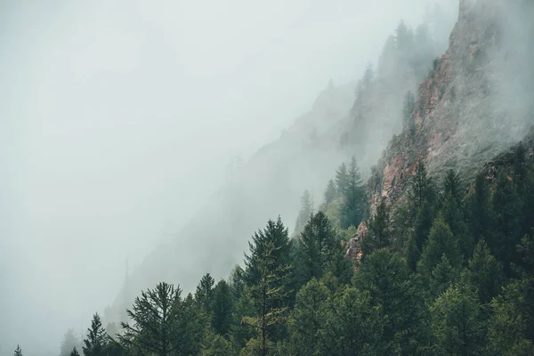 多雾的多雾的风景 在低云的针叶树后面是一座岩石山 在岩石间浓雾中的大气幽灵般的森林 高山上神秘的风景 老字号 老字号 — 图库照片