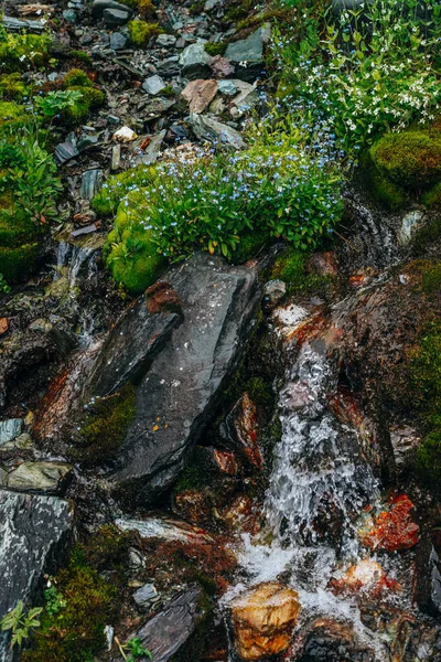 Fondo Escénico Con Arroyo Agua Manantial Clara Entre Musgo Grueso — Foto de Stock