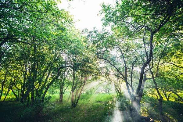 Malowniczy Krajobraz Promieniami Słońca Przez Gałęzie Drzew Letni Park Świetle — Zdjęcie stockowe