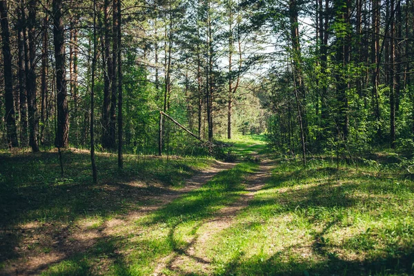 Křoví Hustém Lese Scénický Slunečný Výhled Kontrasty Lesa Krásná Lesnatá — Stock fotografie