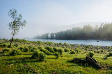 Dağ nehrinin yanındaki sisli tek başına ağaçla harika bir sabah manzarası. Nehrin yanındaki sisli yeşilliğin olduğu çayırda güzel bir engel var. Hoş bir sabah tazeliğinin huzurlu manzarası. İlham verici manzara.