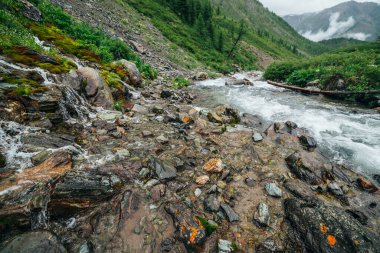 Dağ nehri yakınlarında büyük taşlar olan manzaralı bir yer. Dağ deresindeki kayalar arasında akıntılı güçlü bir su akıntısı. Dağlık derede kayaların arasında hızlı akış. Küçük nehri olan güzel bir manzara.