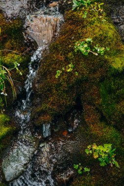 Kalın yosun ve yemyeşil bitkiler arasında berrak kaynak suyu akışına sahip manzara. Yosun tutmuş yosunlu yosunlu dağ deresi taze yeşillik ve bir sürü küçük çiçek. Zengin alp bitkisinin renkli arkaplanı.