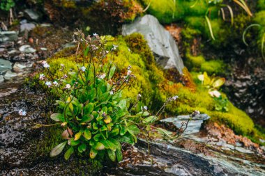 Yosunlu taşların üzerinde bir sürü küçük mavi Myosotis çiçeği. Yoğun yosun ve yemyeşil dağ bitkileriyle doğal bir manzara. Damlacıklı taze yeşillik. Damlalı ıslak bitkiler. Zengin alp bitkisi. Yakın plan..