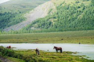 Kürekleri dumanlı dağları geçen şişme tekneli insanlar. Atlar sisli dağ nehrinin yakınında otlar. Altai 'deki dağ turizmi. Su geçidi. Rusya, Altai Cumhuriyeti, Akkem Gölü, 03 Ağustos 2019