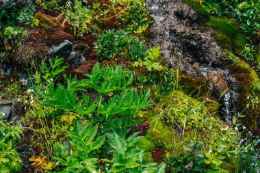 Kalın yosun ve yemyeşil bitkiler arasında berrak kaynak suyu akışına sahip manzara. Yosun tutmuş yosunlu yosunlu dağ deresi taze yeşillik ve bir sürü küçük çiçek. Zengin alp bitkisinin renkli arkaplanı.