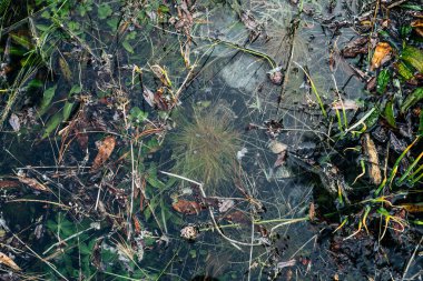 Gölün yakınında küçük yapraklar yüzer. Dağ gölünde selden sonra yeşillik. Temiz suda yeşil bitki örtüsü olan doğa. Sakin, şeffaf su yüzeyinin doğal arkaplanı. Su altı bitkileri