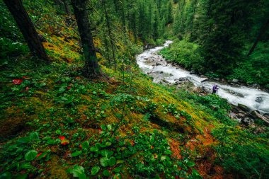 Vahşi nehri olan güzel gizemli tayga. Resimli kırmızı yeşil flora. Mountain Creek 'in fotoğraf çekimi. Kamera tripoda. Dağ nehrinin üzerindeki yosunlu uçurum. Orman zengini bitki örtüsünün canlı manzarası.