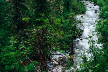 Dağ nehrinin yukarısındaki kayalıklara düşen bitkiler. Damlacıkları olan zengin bir yeşillik. Atmosferik yeşil orman tazeliği. Vahşi nehri olan güzel gizemli tayga. Dağ deresi yakınlarındaki Highland Flora.