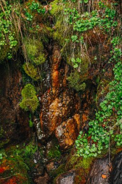 Canlı yeşilliği olan, güzel, ıslak, yosunlu kayalar. Taşların üzerinde yosunlar olan renkli bir arka plan. Yosunlu kayalıklarda zengin bitki örtüsüyle resmedilmiş doğal bir zemin. Kayaların üzerinden kaynak suyu akar.