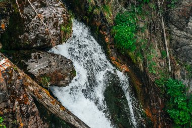Yosunlu kayaların yakınındaki şelalenin manzaralı arka planı ve zengin bitki örtüsü. Dağ deresinin düşen sularıyla minimalist doğal zemin. Donmuş sıçrama hareketi. Taşların üzerindeki vahşi bitki örtüsü.