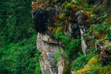 Yüksek yosunlu yosunlu yamaçta zengin bitki örtüsü olan güzel gizemli tayga. Ormandaki taze yeşilliklerin arasında kalın yosunlu büyük kayalık bir duvar. Yosunlu büyük kayalar. Atmosferik yeşil orman ormanı dağlık araziye çıkıyor..