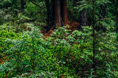 Karanlık ormandaki güzel vahşi bitki örtüsü. Damlacıklı küçük ağaçların yeşil yaprakları. Atmosferik Taiga manzarası, taze yeşillik ve yakın plan damlaları. Islak yeşil yapraklı, manzaralı ağaçlık bir yer..