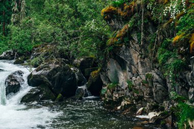 Atmosferik yeşil orman manzarası ve kayalık vadide dağ deresi. Vahşi nehri olan güzel gizemli tayga. Orman tazeliğinin canlı manzarası. Dağ nehri boyunca yosunlu kayalıklarda zengin yeşillik.