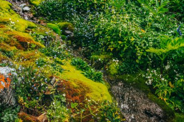 Yoğun yosun ve yemyeşil bitki örtüsü arasında berrak kaynak suyu akıntısı olan manzara. Yosun tutmuş yosunlu yosunlu dağ deresi taze yeşillik ve bir sürü küçük çiçek. Zengin alp bitkileriyle renkli bir manzara..