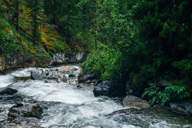 Atmosferik yeşil orman manzarası ve kayalık vadide dağ deresi. Vahşi nehri olan güzel gizemli tayga. Orman tazeliğinin canlı manzarası. Dağ nehri boyunca yosunlu kayalıklarda zengin yeşillik.
