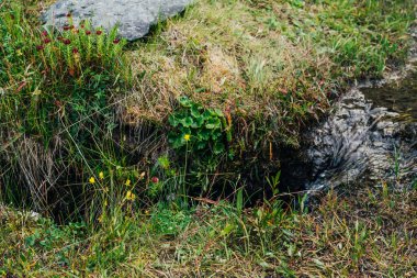 Berrak sularla dolu küçük bir dağ deresi yakınında yemyeşil otlar ve çiçeklerle manzara doğası. Küçük nehirdeki dağlık arazilerin güzel vahşi bitkileri. İdealist doğa manzarası. Zengin alp bitkisi.