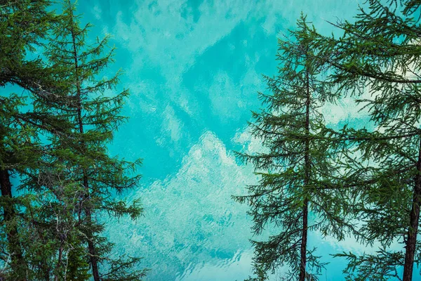 Coniferous trees on background of azure calm water of mountain lake. View through needles of larches to meditative ripples on turquoise clear water. Nature minimal backdrop with trees and lake surface